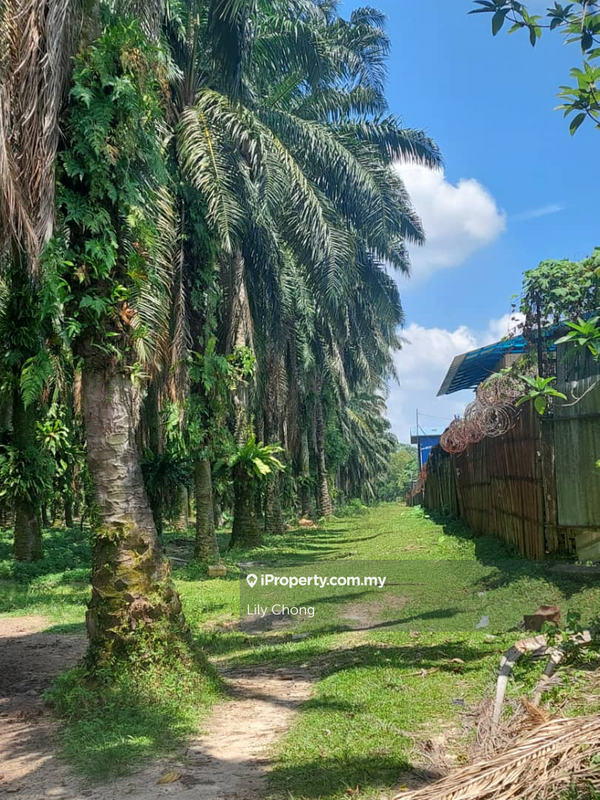 Agricultural Land for Sale in Klebang Impian, Chemor by Lily Chong - iProperty.com.my