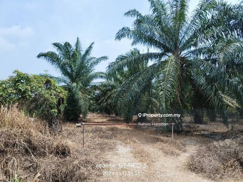 For Sale - For sale agriculture land 5.185 acre Sg Pelek