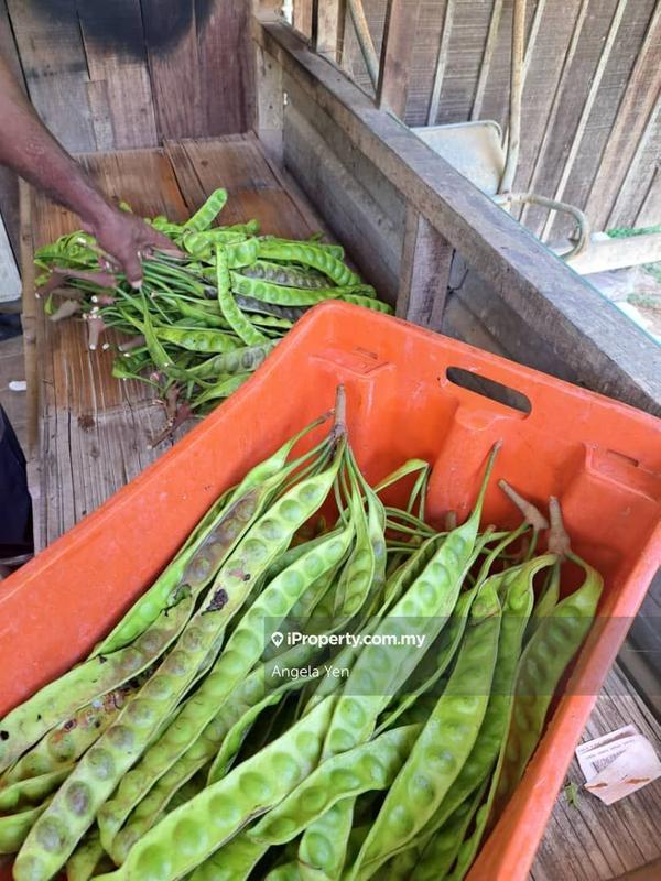 Agricultural Land for Sale in Papar, Sabah by Angela Yen - iProperty.com.my