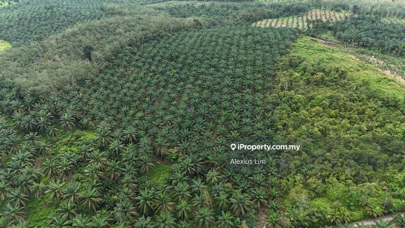 For Sale - 10 Acres Agriculture land with Palm Oil Tree@ Chaah, Labis