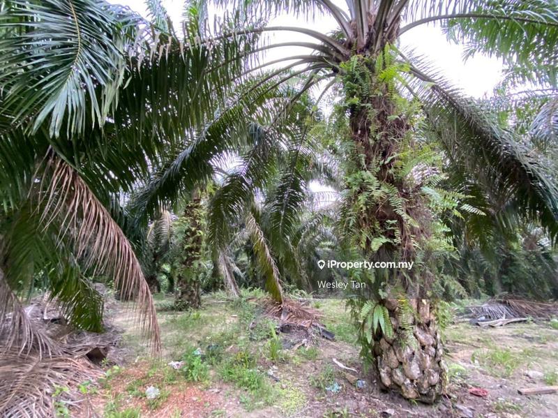 Agricultural Land for Sale in Taman Bemban Utama, Bemban by Wesley Tan - iProperty.com.my