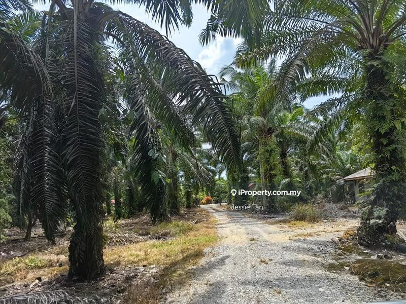 Tanah Pertanian untuk Dijual di Pekan Nanas, Johor oleh Jessie Tan - iProperty.com.my