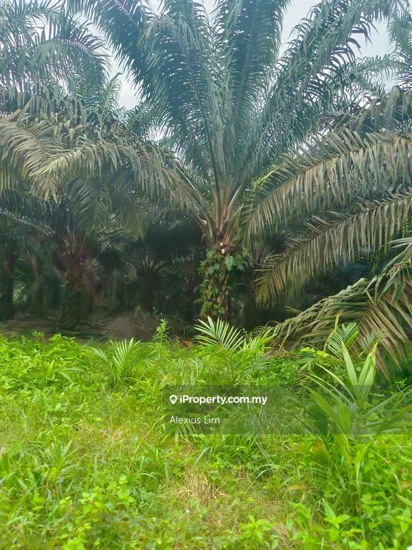 Agricultural Land for Sale in Mukim Paloh, Kluang by Alexius Lim - iProperty.com.my