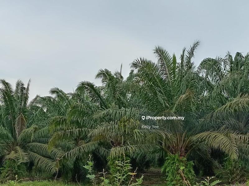 Tanah Pertanian untuk Dijual di Palm Oil Plantation @ Teluk Intan for Sale, Teluk Intan oleh Kelly Yee - iProperty.com.my