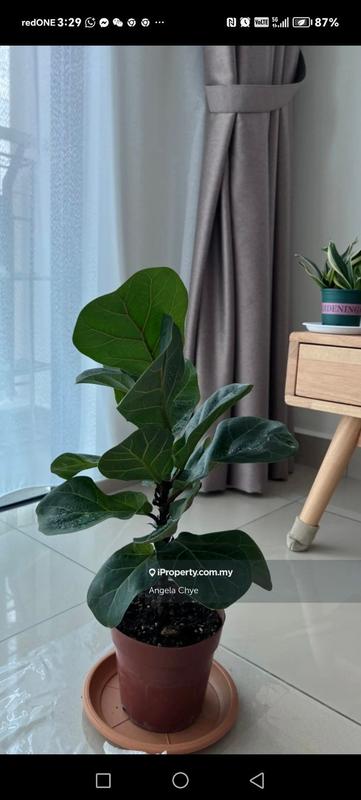 Condominium for Rent in Botanika by Angela Chye - iProperty.com.my