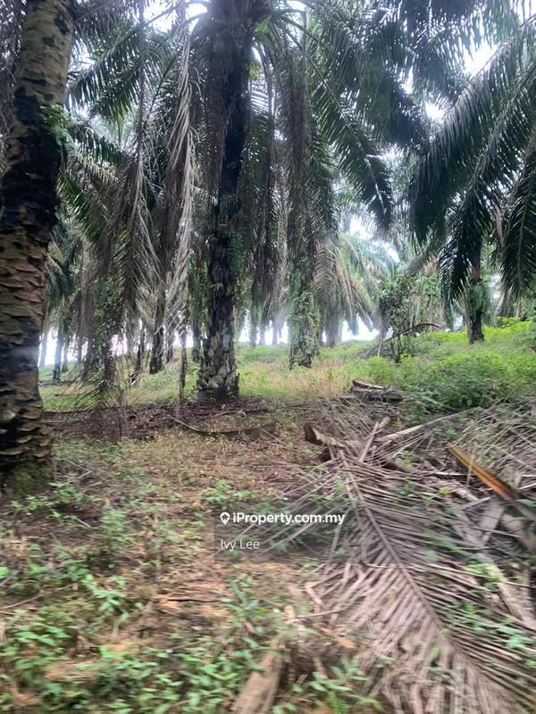 Agricultural Land for Sale in Senai, Johor by Ivy Lee - iProperty.com.my