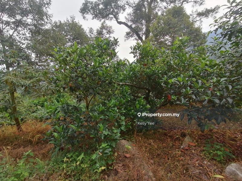 Agricultural Land for Sale in Bukit Mertajam Hill, Bukit Mertajam by Kelly Yee - iProperty.com.my