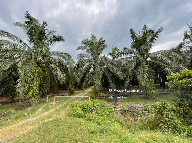 For Sale - 227 acres Palm Oil Land at Selama, Perak | FOR SALE
