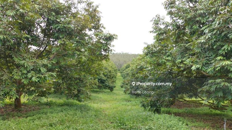 Agricultural Land for Sale in Kampung Selandar, Selandar by Irene Leong - iProperty.com.my