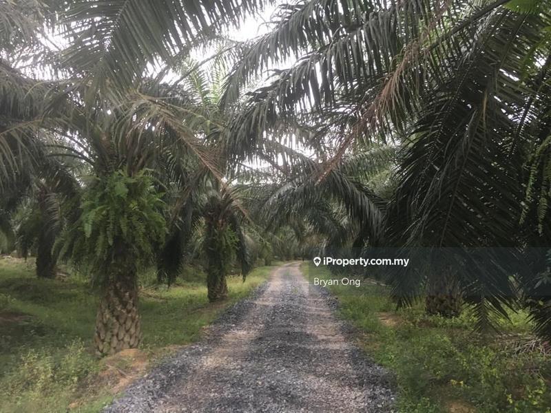 For Sale - Palm Oil Estate