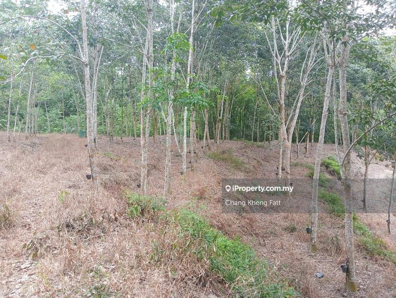Agricultural Land for Sale in Lembah Beringin, Sungai Gumut by Chang Kheng Fatt - iProperty.com.my