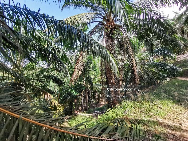 Agricultural Land for Sale in Penjom, Kuala Lipis, Pahang, Kuala Lipis by Bryan Wong - iProperty.com.my