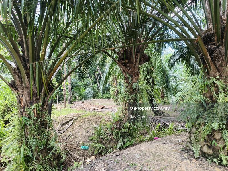 Agricultural Land for Sale in Hutan Melintang, Perak by Ray Goh - iProperty.com.my