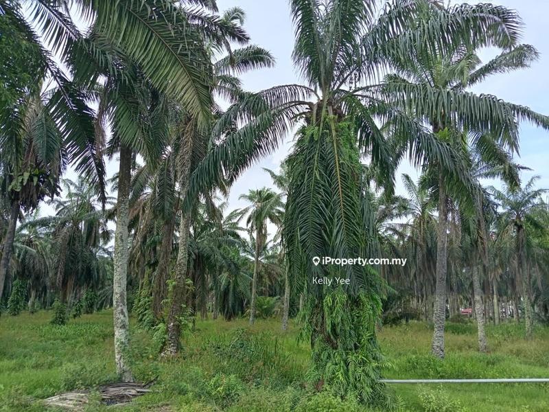 For Sale - Agriculture Land for Sale @ Sungai Jawi for Sale