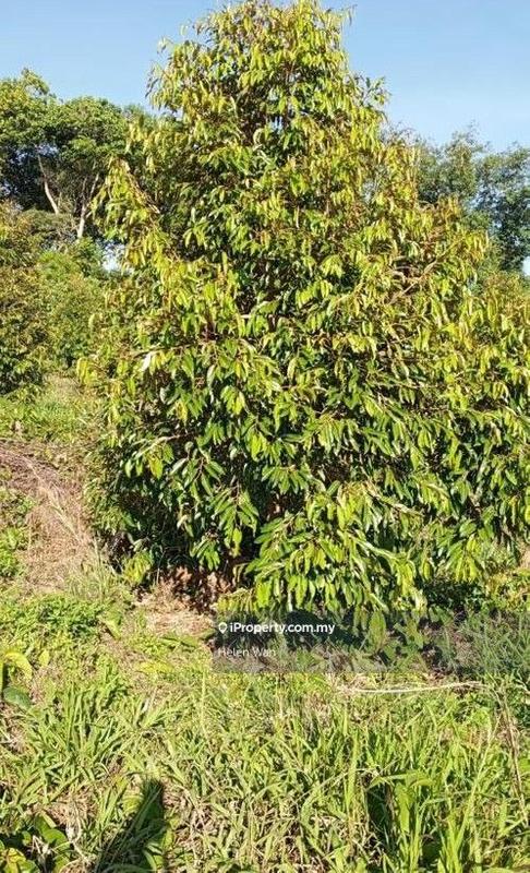 For Sale - Freehold 6acre Durian Land Pahang Raub