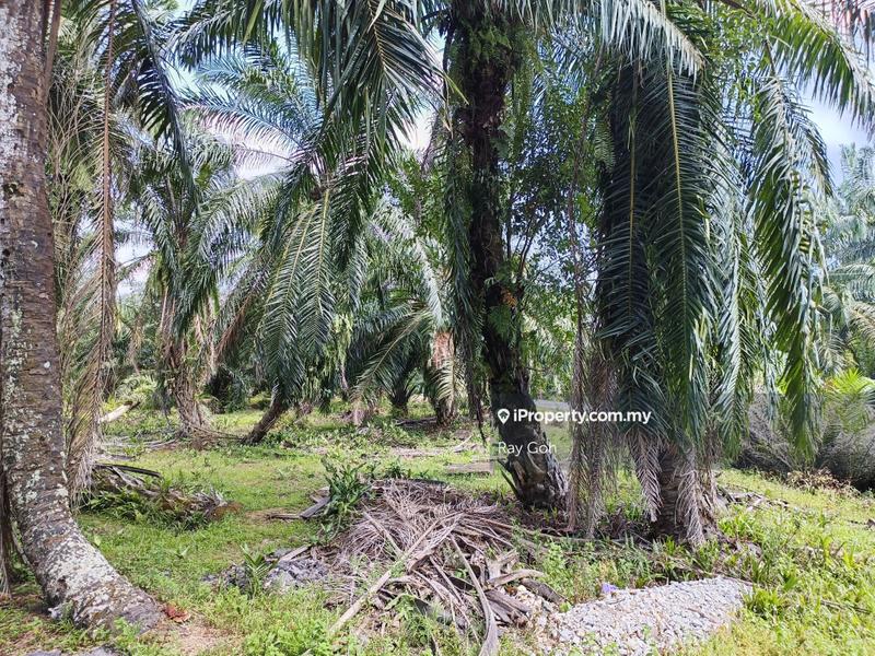 Agricultural Land for Sale in Hutan Melintang, Perak by Ray Goh - iProperty.com.my