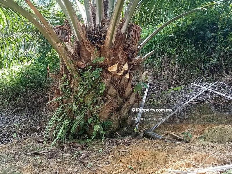Agricultural Land for Sale in Slim River, Perak by Clemence Ngew - iProperty.com.my