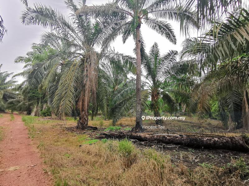Tanah Pertanian untuk Dijual di Kelicap Senggarang, Batu Pahat oleh Vincent Tee - iProperty.com.my