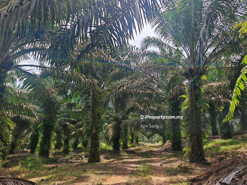 Agricultural Land for Sale in Sri Lalang, Kluang by Kim Seng - iProperty.com.my