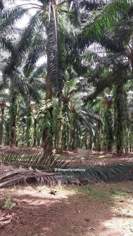 For Sale - Existing Palm Oil // Seremban - Lukut // PD // 12.2 Arce