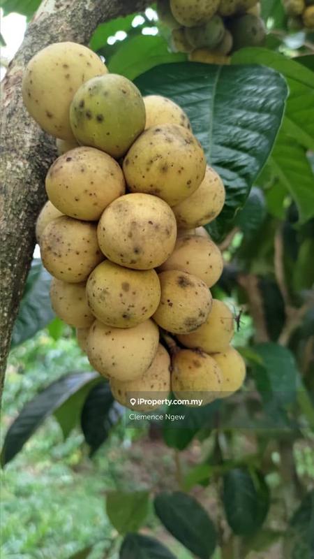 Agricultural Land for Sale in Ulu Slim, Slim River by Clemence Ngew - iProperty.com.my