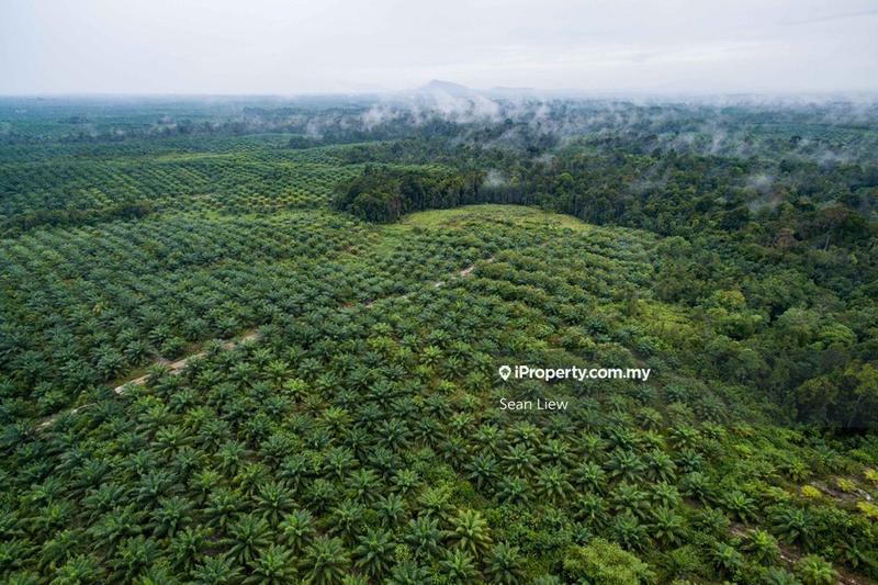 Agricultural Land for Sale in Gua Musang, Kelantan by Sean Liew - iProperty.com.my