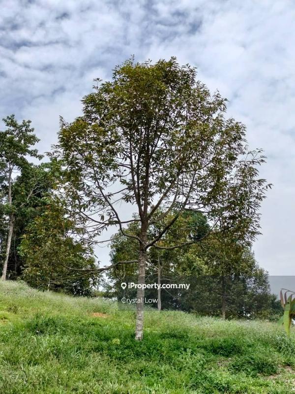 Tanah Pertanian untuk Dijual di Sega, Raub oleh Crystal Low - iProperty.com.my