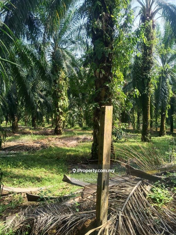 Tanah Pertanian untuk Dijual di Lukut, Port Dickson oleh David Cheok - iProperty.com.my