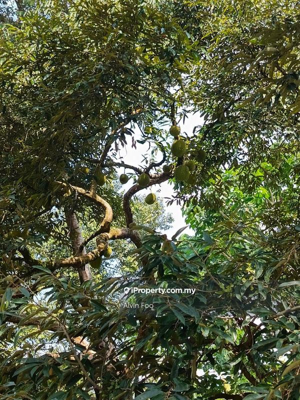 For Sale - Durian Orchard 48 Acres @ Jalan Tras Raub Pahang