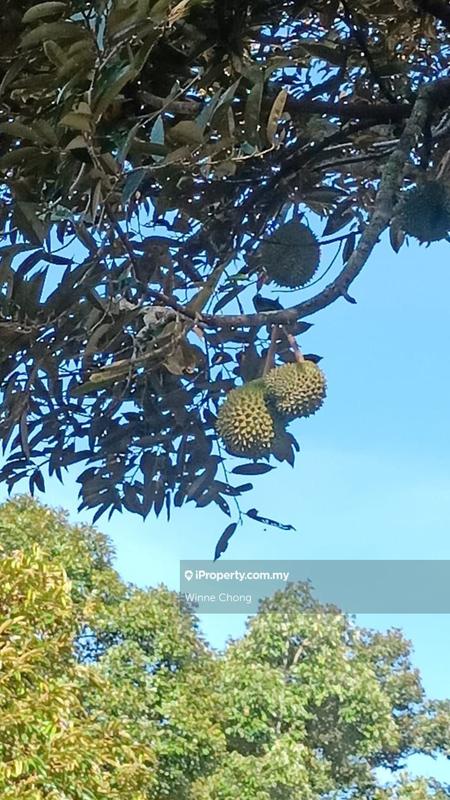 For Sale - 7.2 acres durian land in Jelebu,