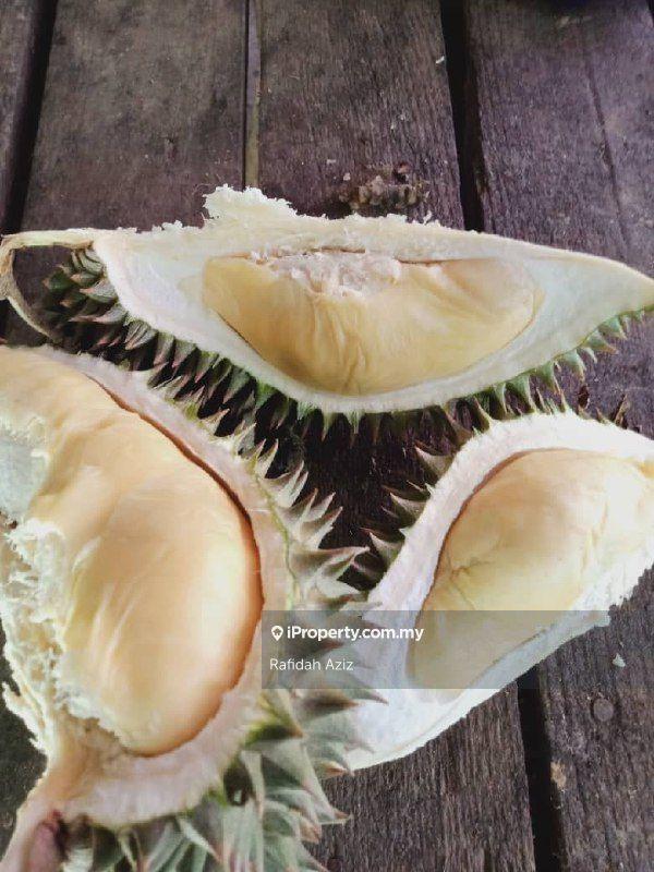 Tanah Pertanian untuk Dijual di twrls, Kuah oleh Rafidah Aziz - iProperty.com.my