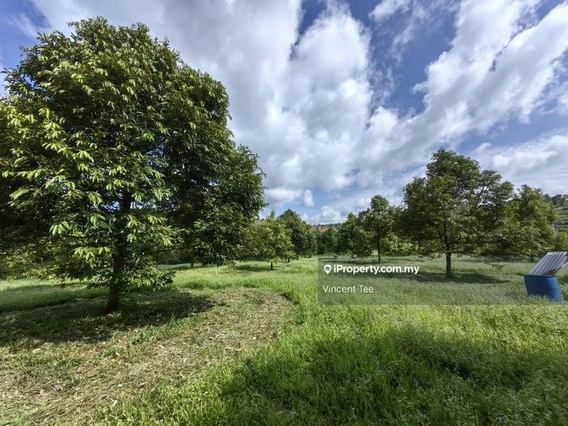 Agricultural Land for Sale in Bandar Lipis, Kuala Lipis by Vincent Tee - iProperty.com.my