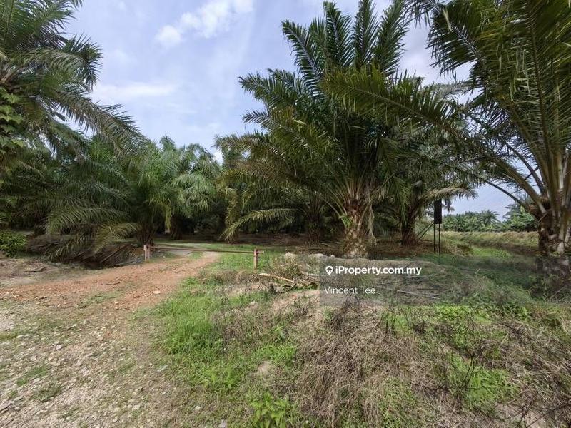 Agricultural Land for Sale in Kampung Tiram Buruk, Tanjong Karang by Vincent Tee - iProperty.com.my