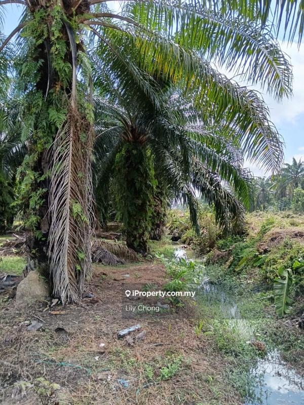 Tanah Pertanian untuk Dijual di Seri Manjung, Perak oleh Lily Chong - iProperty.com.my