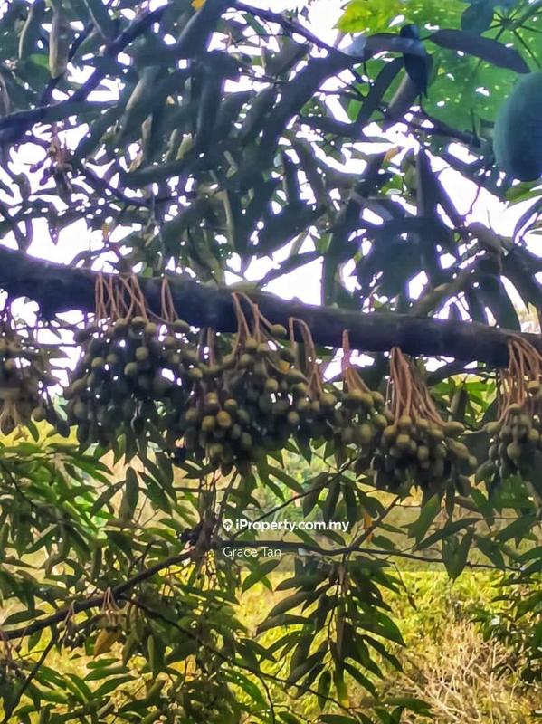 Tanah Pertanian untuk Dijual di Bentong Sang Lee ,Raub, Raub oleh Grace Tan - iProperty.com.my