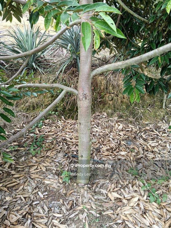Agricultural Land for Sale in Taman Jelebu, Kuala Klawang by Wendy Lee - iProperty.com.my