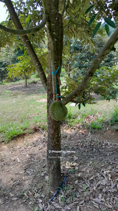 Agricultural Land for Sale in Kota, Rembau, Negeri Sembilan, Rembau by Eunice Wong - iProperty.com.my