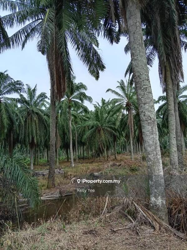 Agricultural Land for Sale in Changkat, Nibong Tebal by Kelly Yee - iProperty.com.my