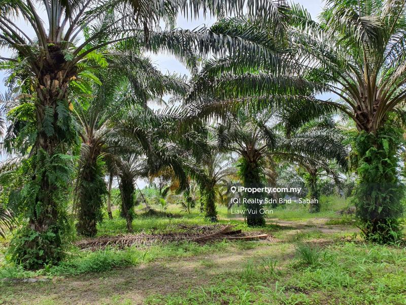 Agricultural Land for Sale in Tawau, Sabah by Liaw Vui Onn - iProperty.com.my