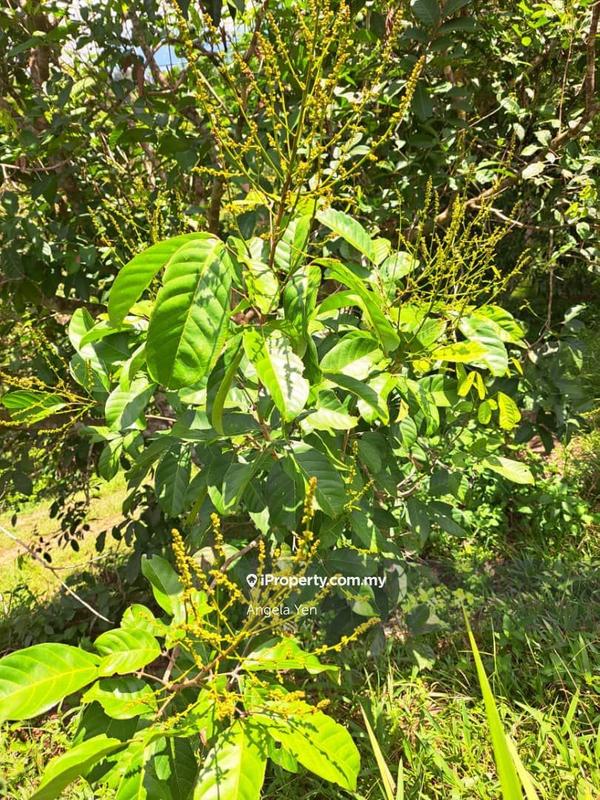 Agricultural Land for Sale in Papar, Sabah by Angela Yen - iProperty.com.my