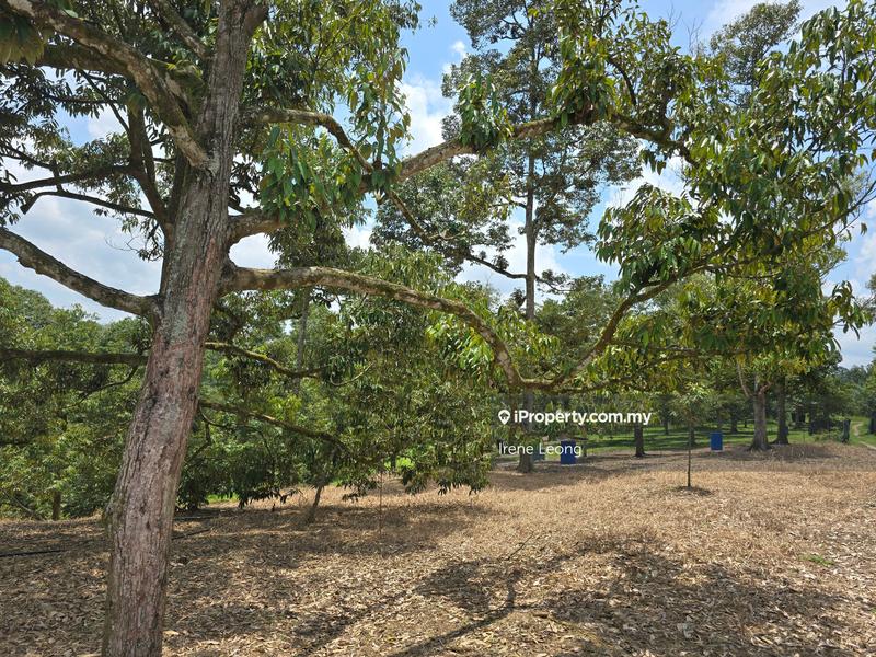 Agricultural Land for Sale in Karak, Pahang by Irene Leong - iProperty.com.my