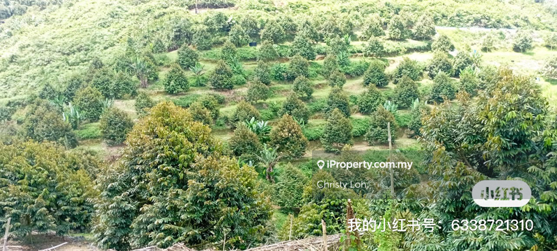 For Sale - Agriculture Durian Land