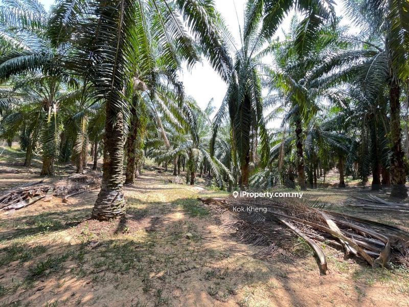 Agricultural Land for Sale in Ayer Paabas, Alor Gajah by Kok Kheng - iProperty.com.my