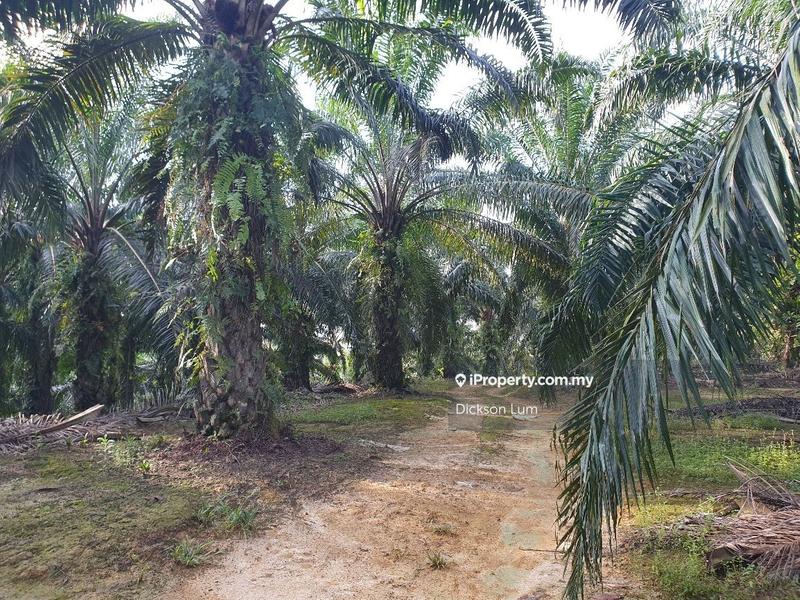 For Sale - 28 Acres Plam Oil land For Sale