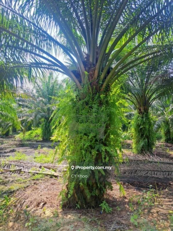 Tanah Pertanian untuk Dijual di Perak Tengah Jaya Baru Sitiawan 32000 Lekir, Sitiawan oleh CY Khoo - iProperty.com.my