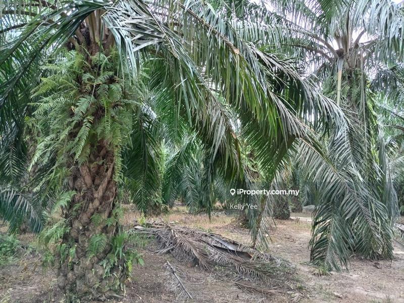 Agricultural Land for Sale in Palm Oil Plantation Along Jalan Kulim - Baling, Kulim by Kelly Yee - iProperty.com.my