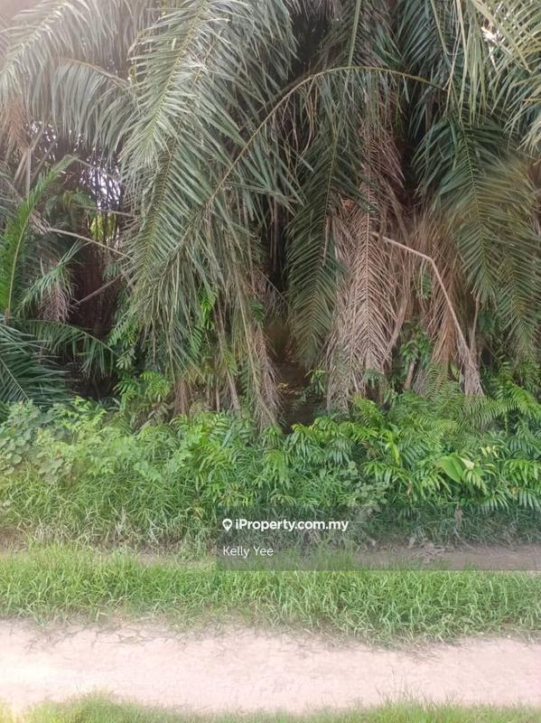For Sale - Palm Oil Plantation @ Batu Kawan for Sale
