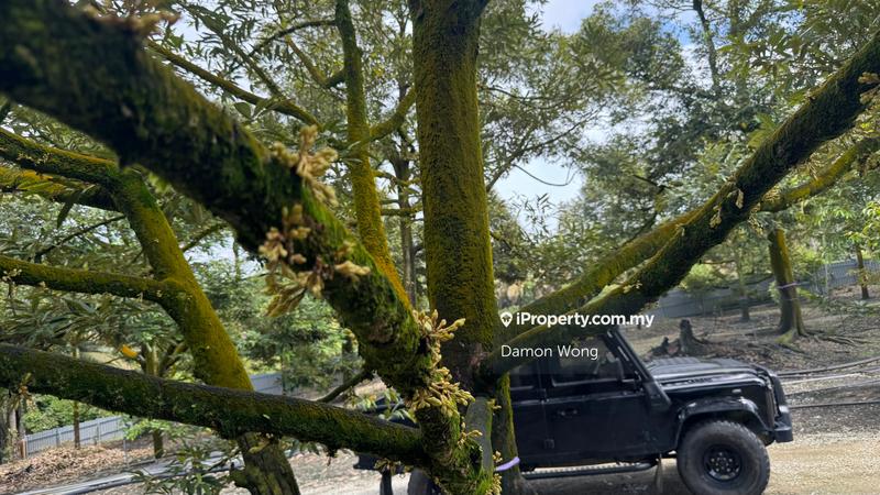 Agricultural Land for Sale in Sungai Klau, Gali by Damon Wong - iProperty.com.my