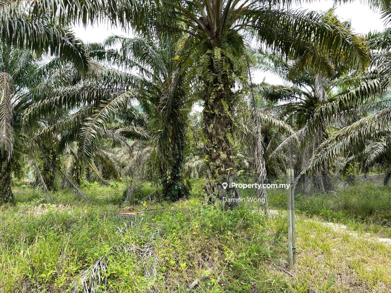 Tanah Pertanian untuk Dijual di Karak Telemong Manchis, Bentong oleh Damon Wong - iProperty.com.my
