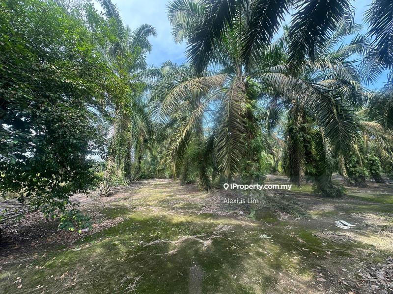 For Sale - 5.8 Acres Agriculture Land with Palm Oil Trees @ Jeram Batu, Pekan Nenas